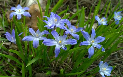 Early spring flowers are the surest sign that milder weather is on the way. Spring-Flowering Bulbs | Piedmont Master Gardeners