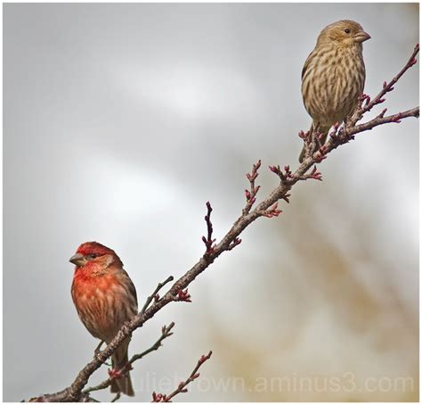 Male And Female House Finches Animal And Insect Photos Julie L Brown