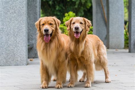 15 Best Dogs For First Time Owners — Easiest Dog Breeds