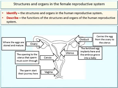 The Human Reproductive System Ks3 Teaching Resources Gambaran