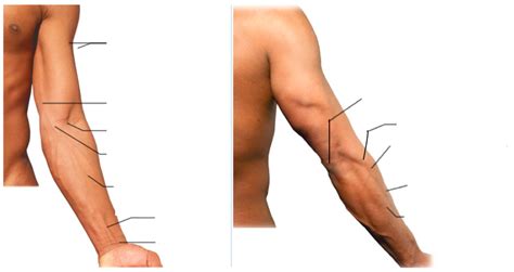 Surface Anatomy Of The Forearm Human Anatomy Reference Anatomy Sexiz Pix