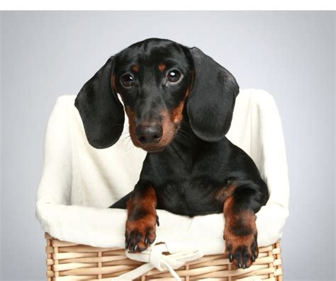 Top 10 When Is A Mini Dachshund Full Grown You Need To Know