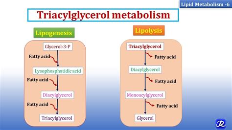 6 Triacylglycerol Metabolism Lipid Metabolism 6 Biochemistry N