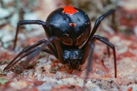 Black Widow Spider Animal Facts Latrodectus Az Animals