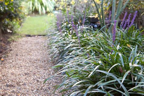 Flowering Ground Cover Shade Plants