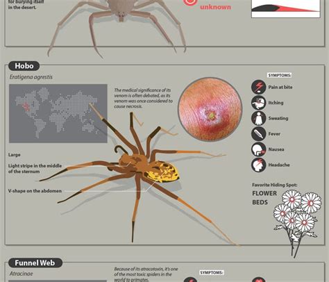The Most Dangerous Spider Bites Infographic Best Infographics