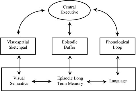 The Neural Systems Of Working Memory The Sternberg Working Memory Task
