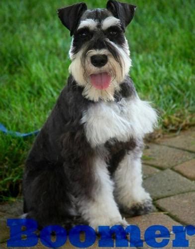 Akc miniature schnauzers 8 weeks old for sale, i have blacks, black and silver and salt and pepper. Miniature Schnauzer Puppy for Sale - Adoption, Rescue for Sale in Syracuse, Indiana Classified ...
