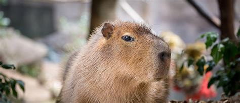 Capybara South American Mammals Auckland Zoo