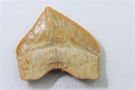 Shark Tooth Squalicorax Pristodontus Maastrichtian Oued Zem