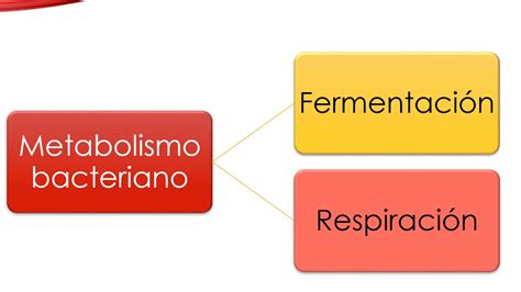 Compartir 86 Metabolismo Dibujo Muy Caliente Vn