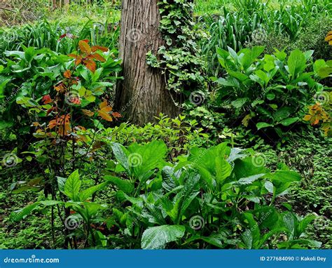 Flora And Fauna In Sikkim Stock Photo Image Of Produce 277684090