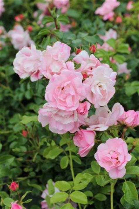 Rosa Flower Carpet Devil Mountain Wholesale Nursery