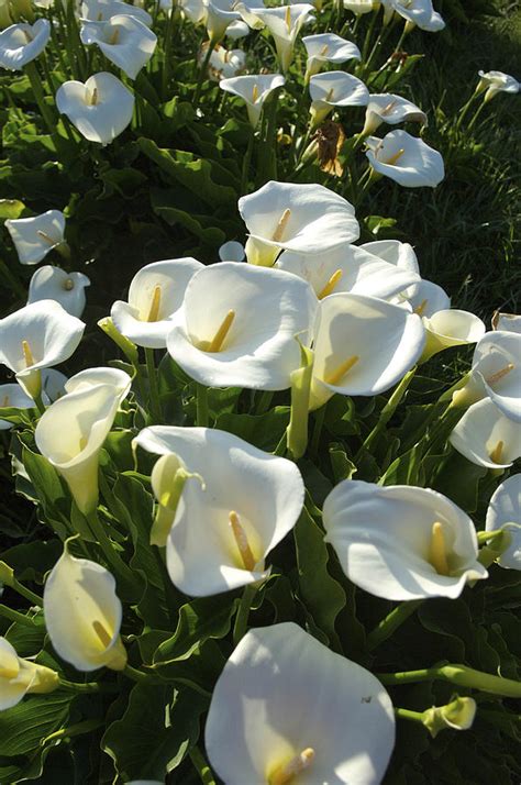 Calla Lilies Zantedeschia Aethiopica Photograph By Keenpress