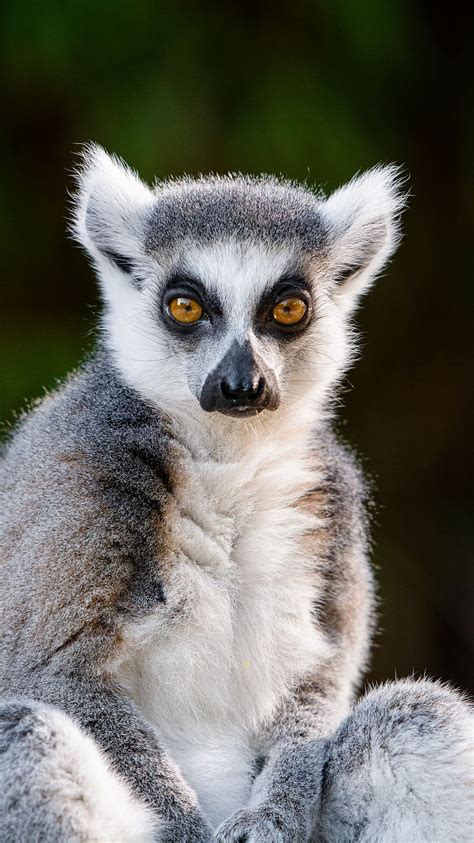 Lemur Glance Funny Animal Wildlife Hd Phone Wallpaper Pxfuel