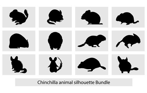 Chinchilla Animal Silhouette Set Free Vector Silhouettes Of A