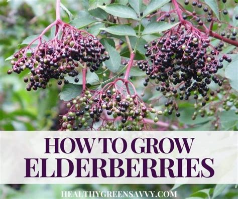 Growing Elderberry How To Grow Elderberries And Elderflowers