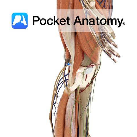 Long Posterior Sacroiliac Ligament Pocket Anatomy Hot Sex Picture