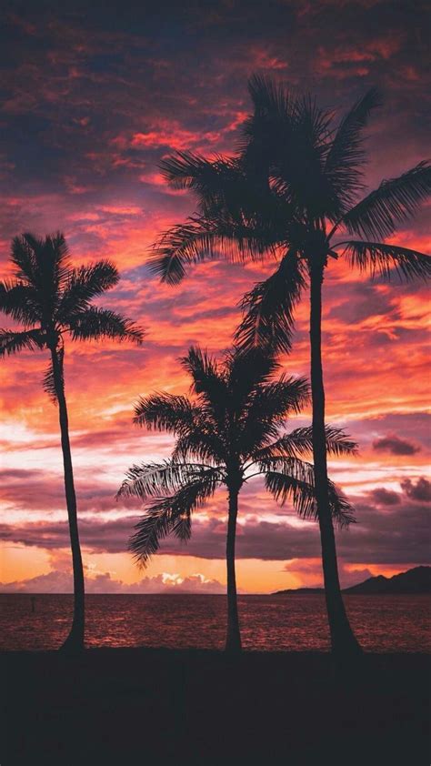 80s Palm Tree Sunset Wallpapers And Background Beautiful Best Available