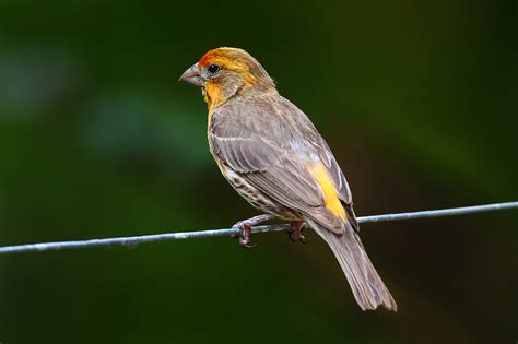 John Kormendy Hawaii Birds