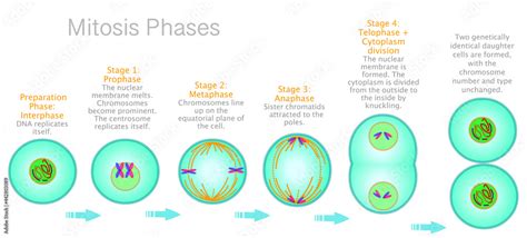 Stages Of Mitosis Phases Cell Division Diagram Anaphase Telophase