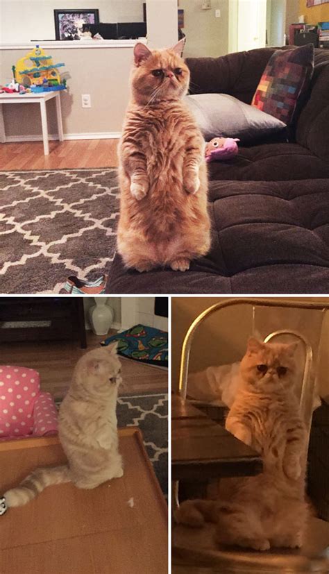 10 Purrfect Funny Pictures Of Cats Being Weird Viral