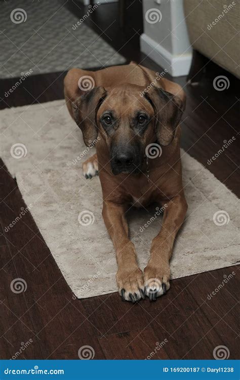 Rhodesian Ridgeback Laying Down Looking At Camera Indoors Stock Image