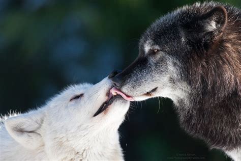 Wolf Kisses By Henrik Nilsson On 500px Wolf Dog Wolf Mates Wolf Love
