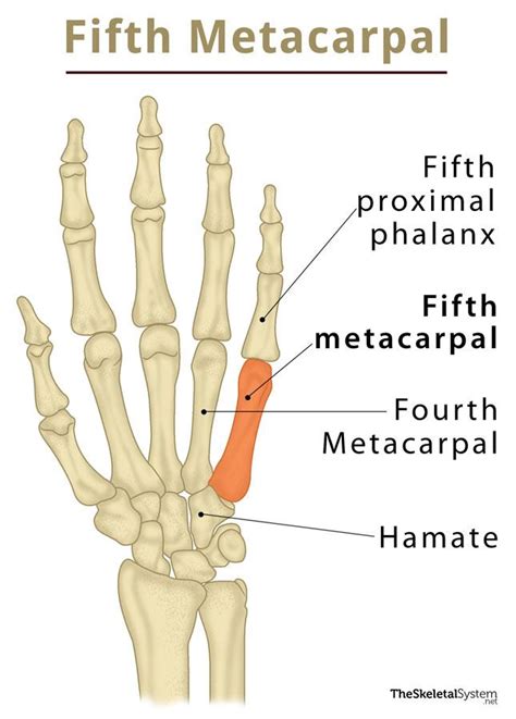 Fifth Metacarpal Definition Location Anatomy Diagram