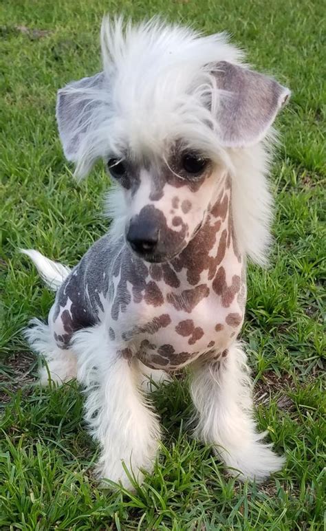 Pin On Chinese Crested Dogs