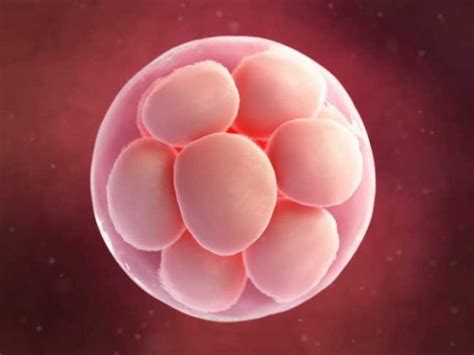 Donor Eggs Ivf Morgan Fertility And Reproductive Medicine