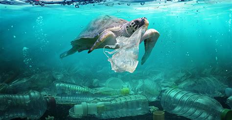 Us Reps Unveil Next Step To Remove Prevent Marine Pollution Waste360