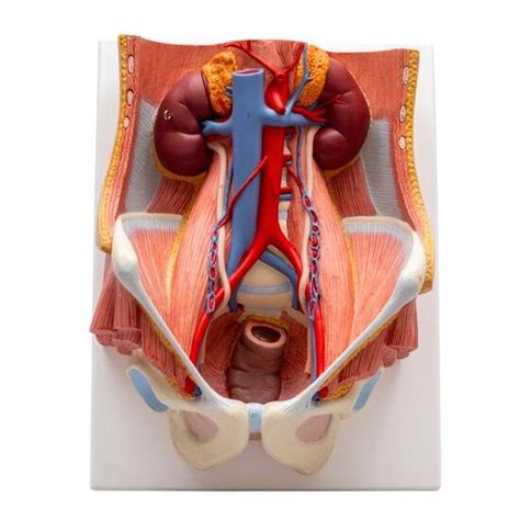 Dual Sex Urinary System Model 6 Part 3b Smart Anatomy Hospitalbuy