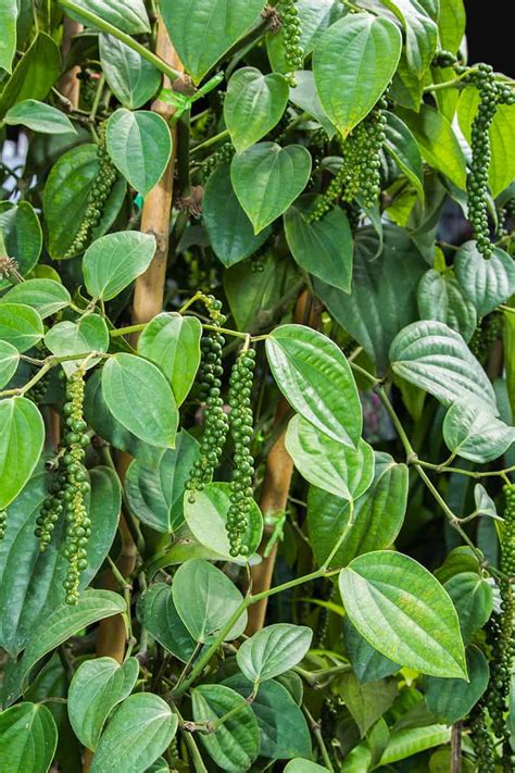 Growing Peppercorns Planting Care Problems And Harvest