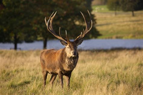 A Red Deer Stag With Large Antlers Facing The Camera Stock Image