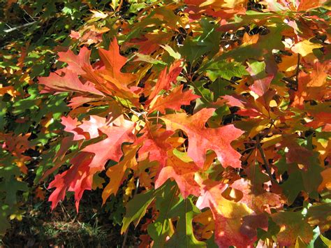 Quercus Coccinea Münchh Pépinières Botaniques De La Preille