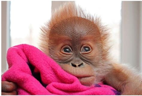 Meet Rieke The Baby Orangutan On Its Way Dorset After Being Rejected
