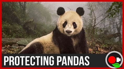 Why Protect Pandas Youtube