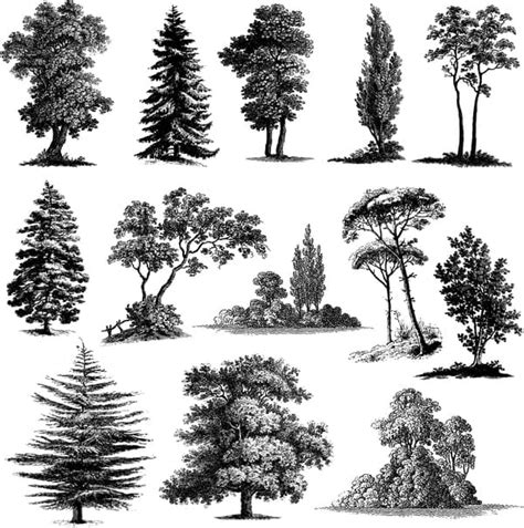 Various Tree Silhouette Vectors Set Ai Uidownload