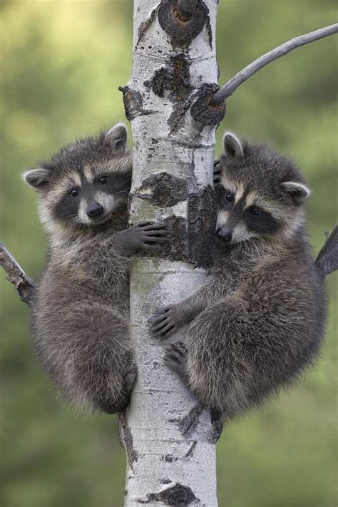 Raccoon Babies Climbing Tree North America By Tim
