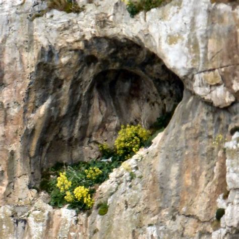 Yellow Flowers In A Cave © Gerald England Cc By Sa20 Geograph