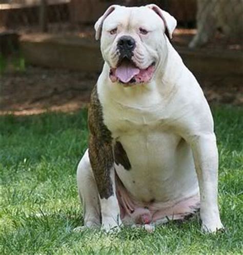 Along with alan scott and several other breeders, johnson began carefully to breed american. Johnson And Johnson Type American Bulldogs - Tagged
