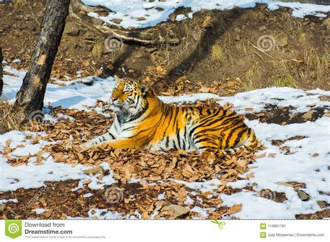 Big Tiger In The Snow The Beautiful Wild Striped Cat In Open Woods