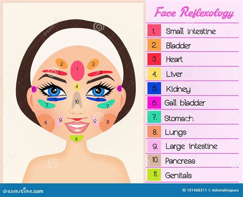 Facial Reflexology Chart Vector 186280238