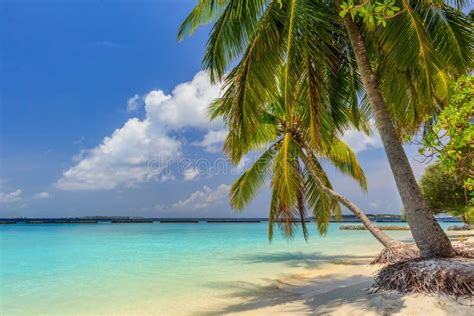 Tropical Lonely Beach At Maldives With Blue Sky Palm Trees And