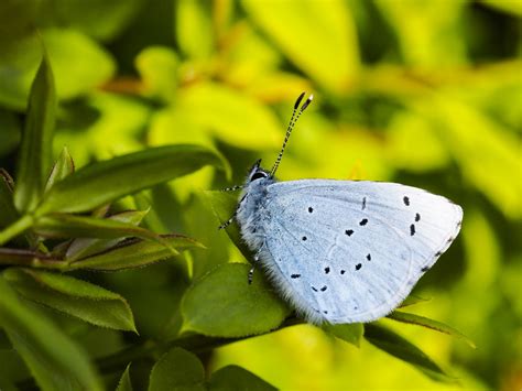 Holly Blue Butterfly Yesterday I Saw My First Holly Blue By Janice