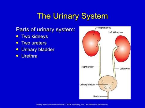 16 The Urinary System