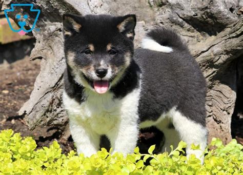The current price of shiba inu is approximately $0.000032 after gaining more than 120% in the past 24 hours. Spice | Shiba Inu Puppy For Sale | Keystone Puppies