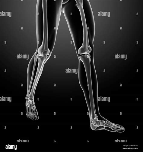 Human Leg Bones Illustration Stock Photo Alamy