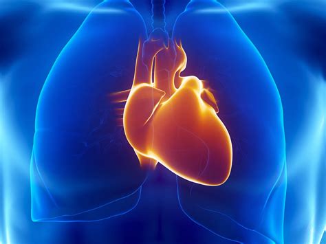 What Do My Heart Scan Results Mean Franciscan Health